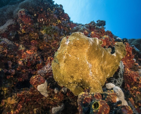 Salaya Beach Houses - Frogfish